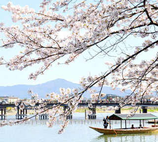京都を彩る大人の桜めぐり！嵐山を屋形舟から花見遊覧＆六孫王神社で恋の架け橋から見る桜と哲学の道で桜のトンネルを散歩