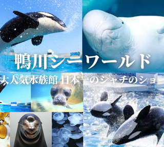 大迫力のシャチのパフォーマンス！大人気水族館「鴨川シーワールド」＆4つ星ホテルブルーベリーヒル勝浦の料理長ランチと蜂蜜専門店 はちみつとミードのはちみつ工房