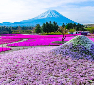 春のやまなし二大名所へ！富士の麓を春色に染める「富士芝桜まつり」と富士山の眺望日本一「新倉富士浅間神社」！海鮮浜焼き牡蠣付き食べ放題＆オリジナルスイーツ食べ放題＆アルコール飲み放題