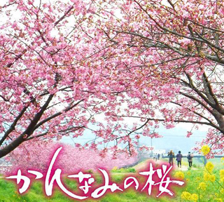 伊豆に春がやってきた！約400本の河津桜「かんなみの桜まつり」といちご狩り食べ放題 ＆今しかない”ラストイルミネーション”「さがみ湖イルミリオン」