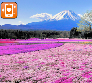 見渡す限り広がるピンク色の世界！花空間に包まれる｢富士芝桜まつり」と山梨県名物づくし御膳＆「富士山五合目」絶景散歩♪