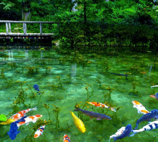 ベストシーズン!まるで絵画の世界・名もなき池(通称:モネの池)と清流と名水の城下町 奥美濃の小京都・郡上八幡町並散策