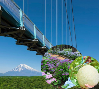~あじさい13,000株が彩る初夏の絶景散歩~日本最長!富士を望む天空の大吊橋「三島スカイウォーク」とマスクメロン1玉狩り