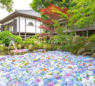 爽やかな初夏旅★あじさいの名所「雨引観音あじさい祭」&空中散歩!筑波山ロープウェイ