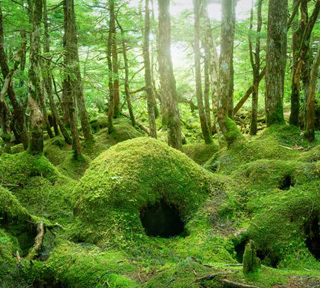 神秘の湖『白駒の池』&苔と原生林が織りなす『苔の森』散策と日本一美しい池『御射鹿池』【A】