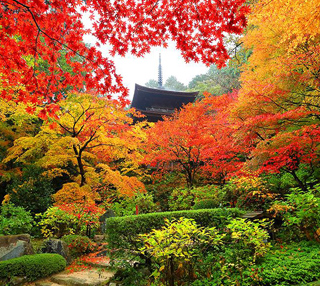 心にしみる深秋の紅葉！養老の滝もみじ祭りと血染めのもみじと称されるほど深紅に染まる金剛輪寺