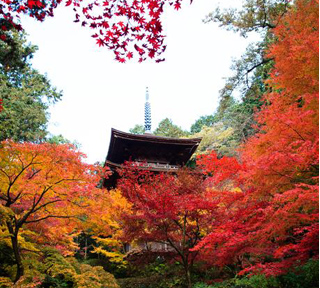 心にしみる深秋の紅葉！養老の滝もみじ祭りと血染めのもみじと称されるほど深紅に染まる金剛輪寺