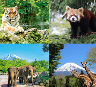 富士山の麓に広がる大迫力の富士サファリパークといちご狩り食べ放題＜しらす釜まぶし御膳ランチ付き＞