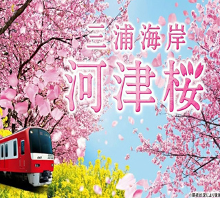 春うらら♪河津桜咲く桜の里「三浦海岸桜まつり」とまるで黄色の絨毯！約10万本の菜の花畑「ソレイユの丘」＆三崎港直送のマグロを使った特選海鮮丼
