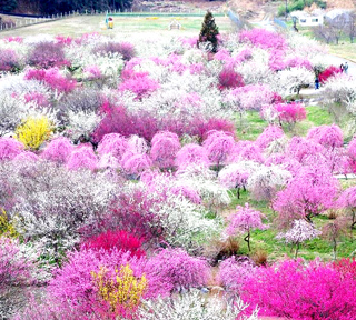 【ハピ旅花見】世界に誇る美しさ！感動を呼ぶ圧巻の梅花の世界「鈴鹿の森庭園・しだれ梅まつり」と東海最大級「いなべ市農業公園」梅まつり